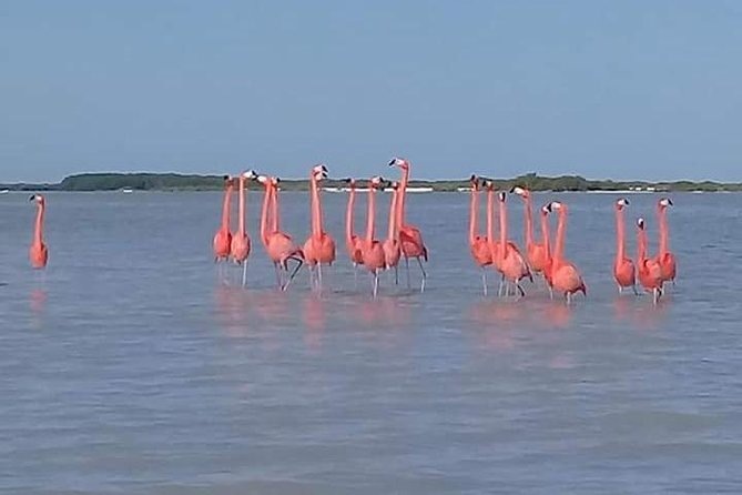 Private Tour: Pink Flamingos, Maya Temples and Ek Balam - What the private format is worth