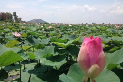 Private Tour Prek Toal Bird Sanctuary Off Beaten Track