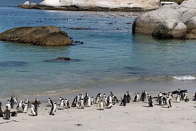 Private Tour: Table Mountain Boulder's Beach Penguin Cape Point - Why this private Cape Town day works well