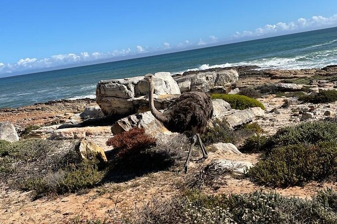 Private Tour: Table Mountain Boulder's Beach Penguin Cape Point - The Cape of Good Hope tells the story of the coast