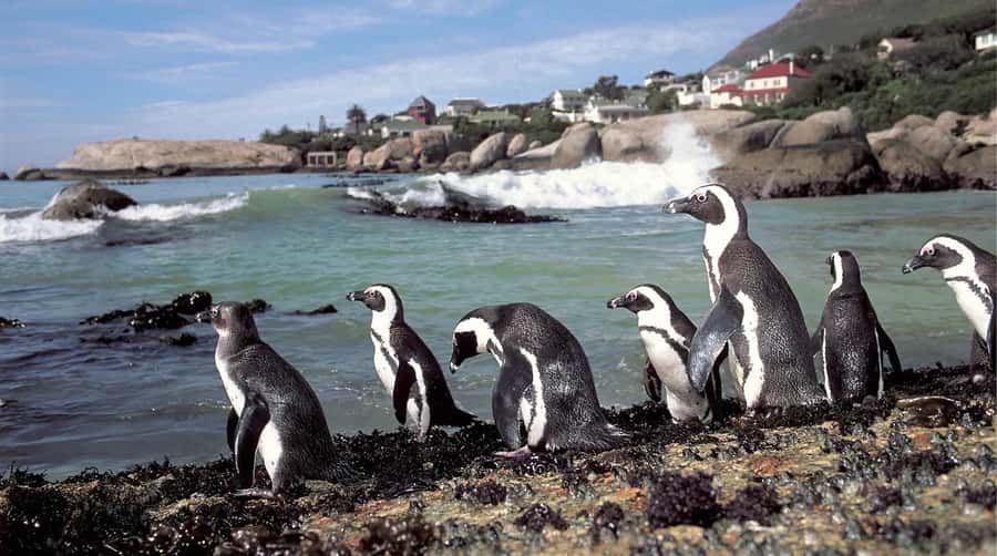 Private Tour: Table Mountain, Penguins Colony & Cape Of Good - The weather question deserves serious attention