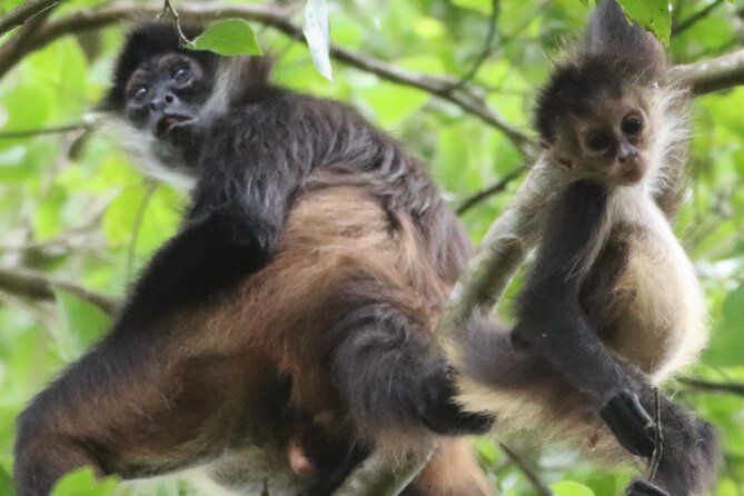 Private VW Beetle Tour to See Mexican Birds, Turtles & Monkeys - Key details before you book