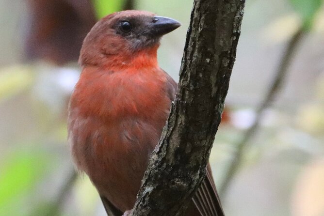 Private VW Beetle Tour to See Mexican Birds, Turtles & Monkeys - Why this private wildlife day works