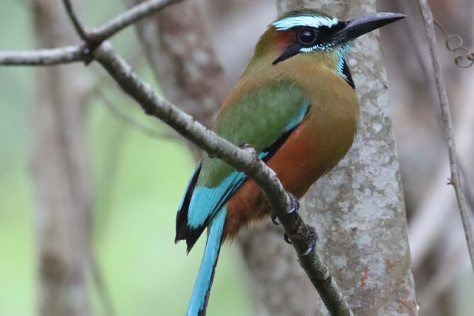 Private VW Beetle Tour to See Mexican Birds, Turtles & Monkeys - Lunch is flexible, not included