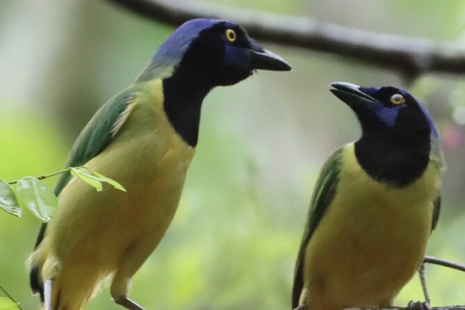 Private VW Beetle Tour to See Mexican Birds, Turtles & Monkeys - Punta Laguna and two monkey species