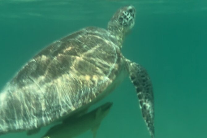Private VW Beetle Tour to See Mexican Birds, Turtles & Monkeys - Optional Mayan ceremony, cenote, zipline and rowboat