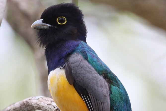 Private VW Beetle Tour to See Mexican Birds, Turtles & Monkeys - Timing, driving and the return journey