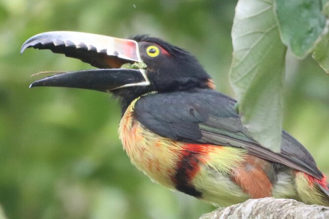 Private VW Beetle Tour to See Mexican Birds, Turtles & Monkeys - Akumal’s turtles and the protected water