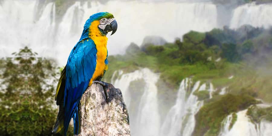 Puerto Iguazu: Iguaza Falls Brazilian Side & Bird Park Tour - Key points to know before booking