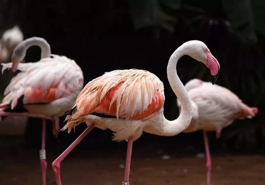 Puerto Iguazu: Iguaza Falls Brazilian Side & Bird Park Tour - Why the Brazilian side of Iguazu Falls matters