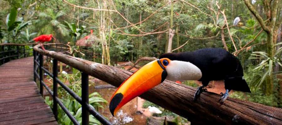 Puerto Iguazu: Iguaza Falls Brazilian Side & Bird Park Tour - The Bird Park adds color and close-up encounters