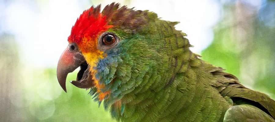 Puerto Iguazu: Iguaza Falls Brazilian Side & Bird Park Tour - What the $46 price really includes
