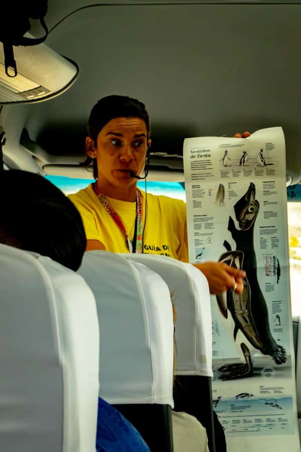 Puerto Madryn: Punta Tombo Walking Among Penguins Experience - Key points at a glance