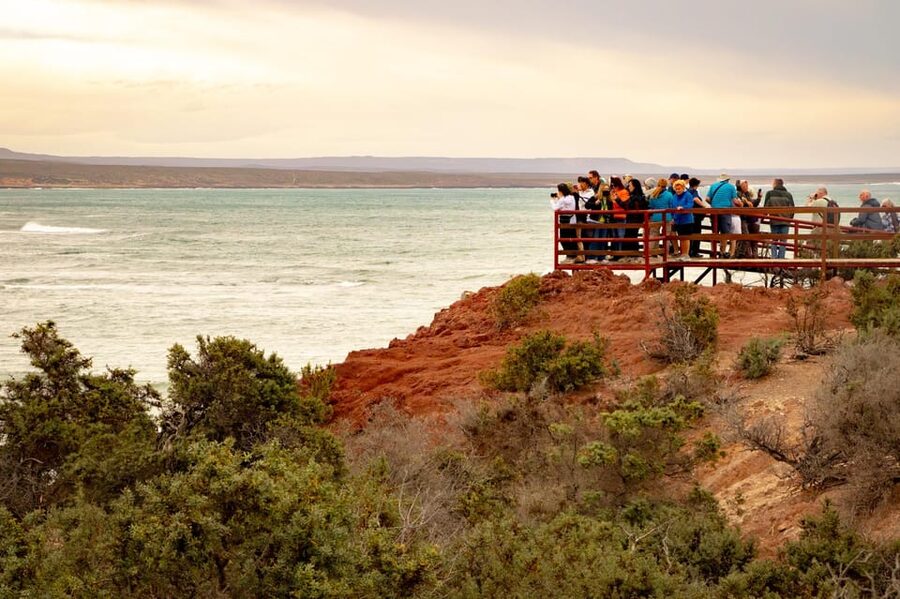Puerto Madryn: Punta Tombo Walking Among Penguins Experience - Who should book this experience?