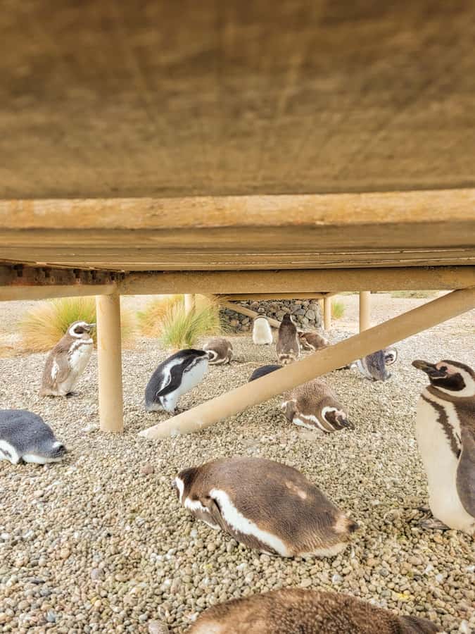 Puerto Madryn: Punta Tombo Walking Among Penguins Experience - Why Punta Tombo feels different from a zoo