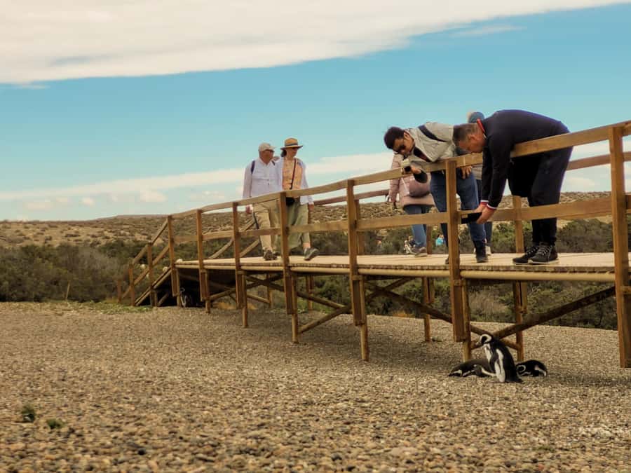 Puerto Madryn: Punta Tombo Walking Among Penguins Experience - The Trelew photo stop after one hour