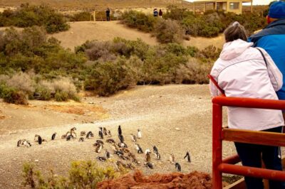 Punta Tombo Walking Among Penguins Experience
