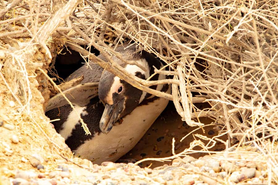 Puerto Madryn: Punta Tombo Walking Among Penguins Experience - What you may see during breeding season