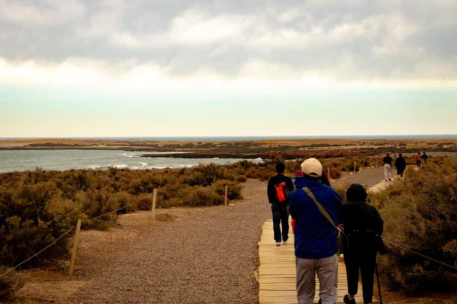 Puerto Madryn: Punta Tombo Walking Among Penguins Experience - Choosing the optional stop