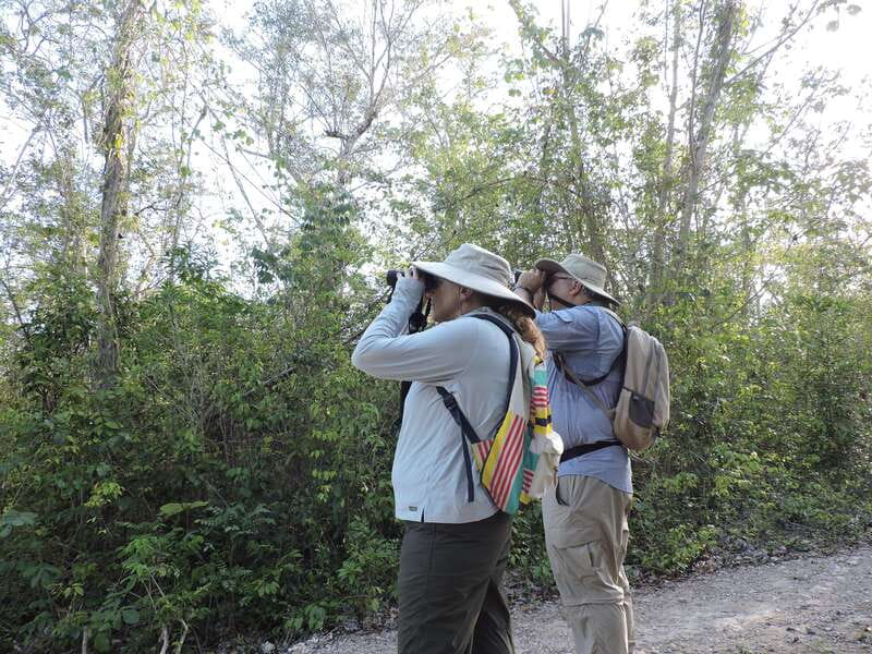 Puerto Morelos: Ruta de los Cenotes Birdwatching Tour - What this Puerto Morelos birdwatching tour is really about