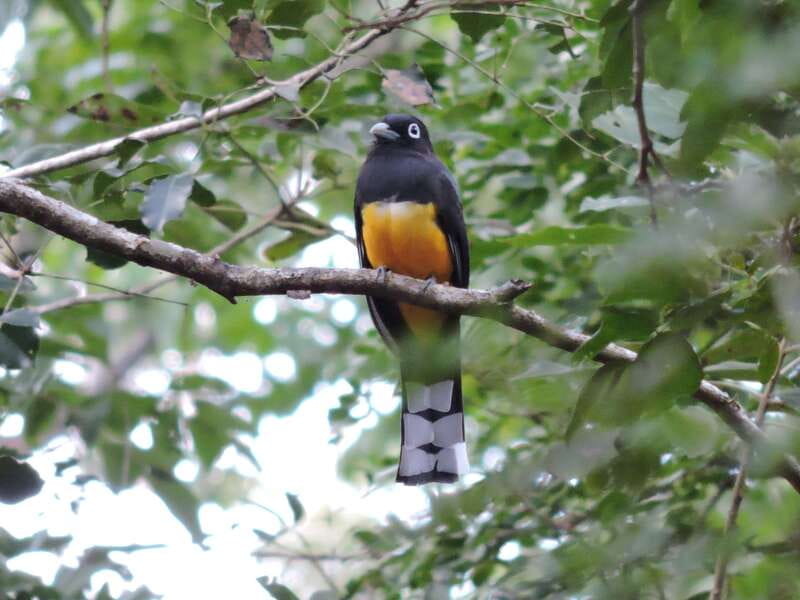 Puerto Morelos: Ruta de los Cenotes Birdwatching Tour - Five birding spots and the search for 30-plus species