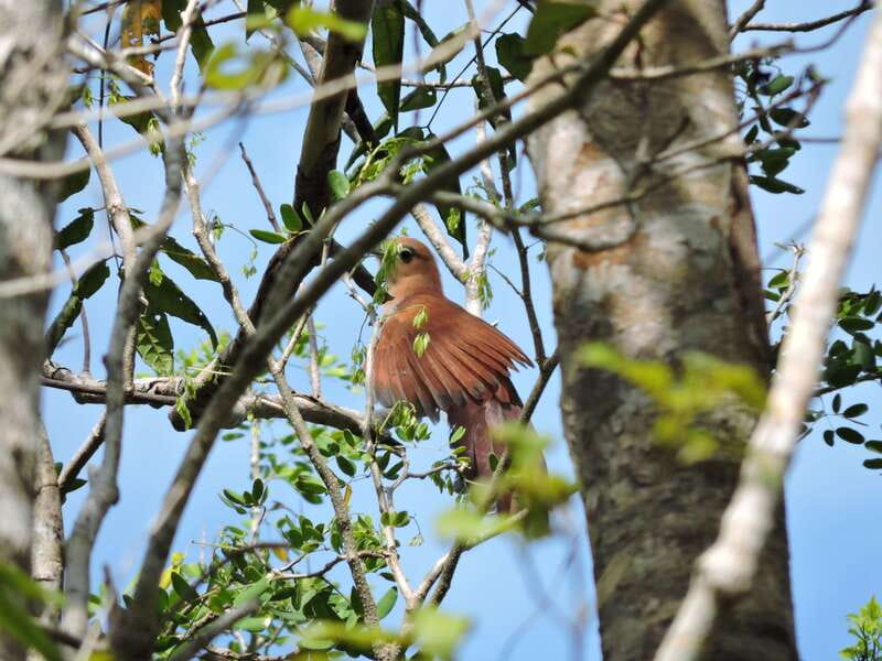 Puerto Morelos: Ruta de los Cenotes Birdwatching Tour - Carlos, the guide who shapes the morning