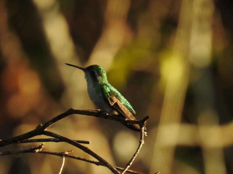 Puerto Morelos: Ruta de los Cenotes Birdwatching Tour - What the $100 price includes