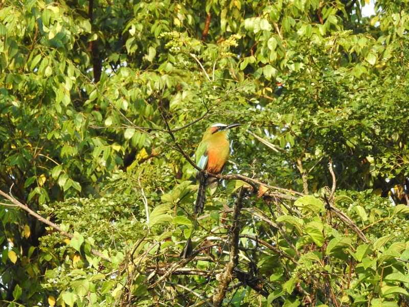 Puerto Morelos: Ruta de los Cenotes Birdwatching Tour - The return before midday