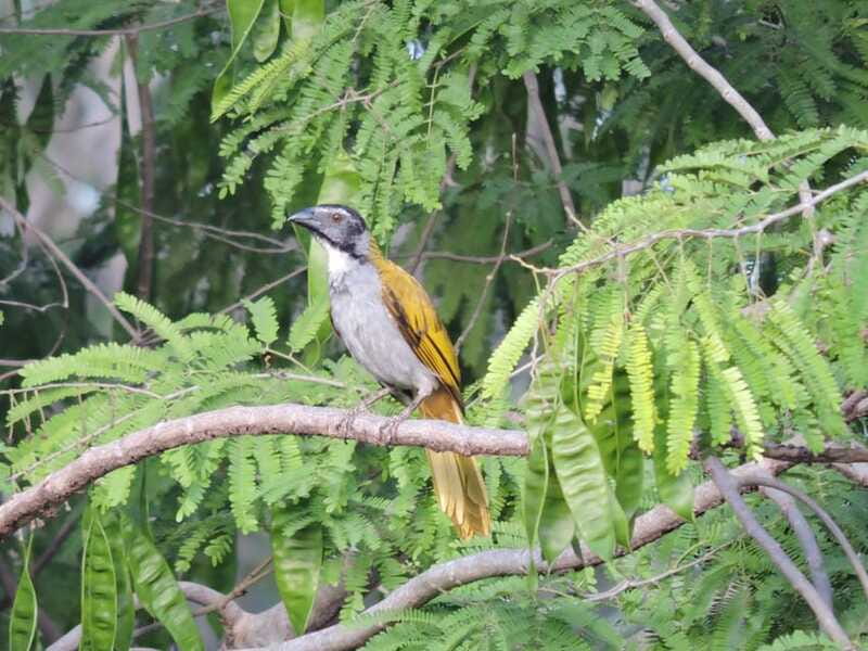 Puerto Morelos: Ruta de los Cenotes Birdwatching Tour - Practical advice before you go
