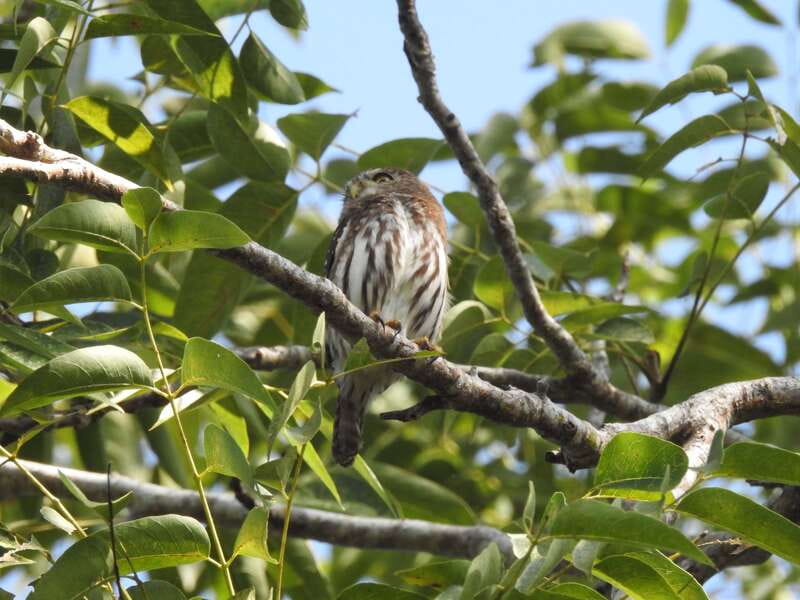 Puerto Morelos: Ruta de los Cenotes Birdwatching Tour - Meeting at 6:00 AM beside the Pemex station