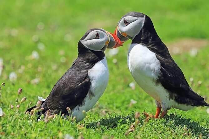 Puffin and Volcano Tour with Ebbi - Herjólfsdalur and Kaplagjóta: puffins with a settlement story