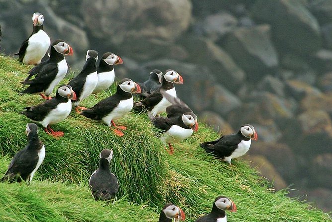 Puffin and Volcano Tour with Ebbi - Elephant Rock and Heimaey’s dramatic coastline