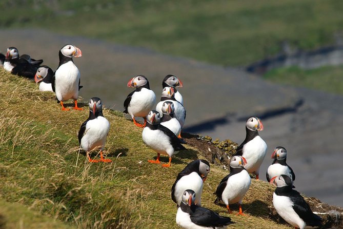 Puffin and Volcano Tour with Ebbi - Eldfell: walking into the story of the 1973 eruption