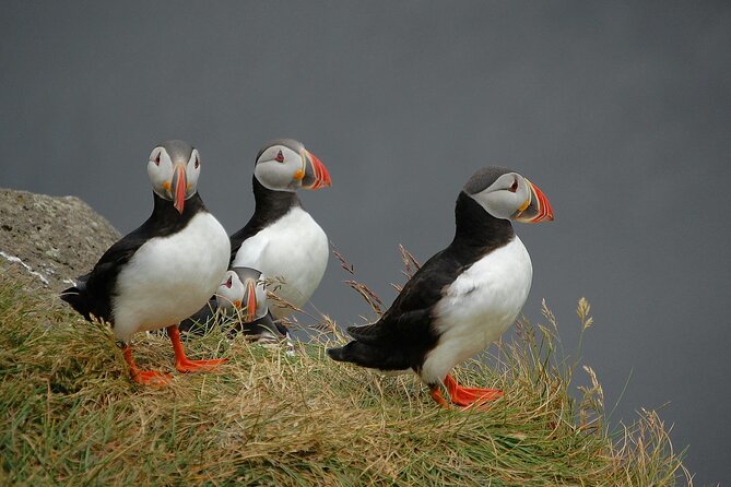 Puffin and Wildlife Boat Tour - Key points at a glance