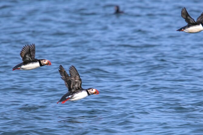 Puffin and Wildlife Boat Tour - Breiðafjörður brings birds and rock scenery together