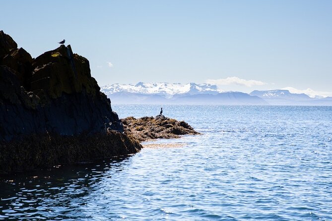 Puffin and Wildlife Boat Tour - Close bird views are the biggest reason to book