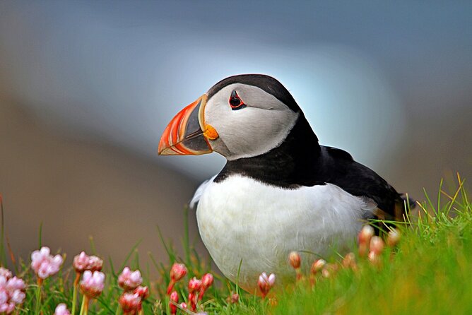 Puffin Boat Trip & Tantallon Castle Day Trip from Edinburgh - Key points to know before booking