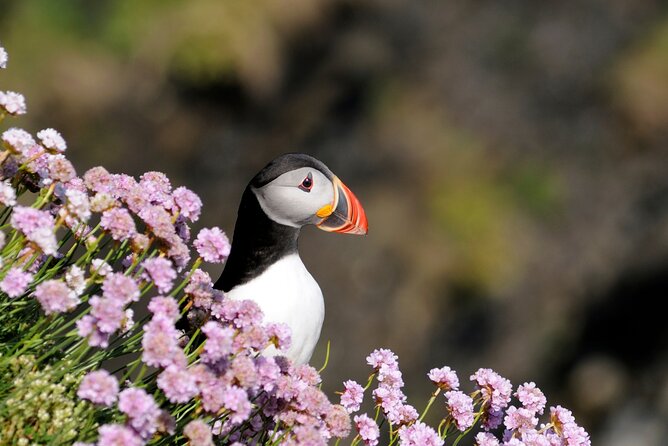 Puffin Boat Trip & Tantallon Castle Day Trip from Edinburgh - North Berwick for a one-hour lunch break