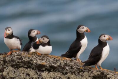 Puffin Boat Trip & Tantallon Castle Day Trip from Edinburgh