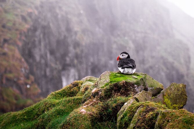 Puffin Boat Trip & Tantallon Castle Day Trip from Edinburgh - A small group with a guide who shapes the day