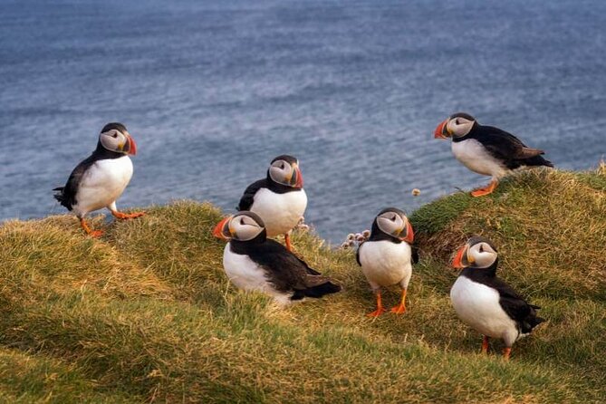 Puffin Boat Trip & Tantallon Castle Day Trip from Edinburgh - Who should book this seven-hour outing?
