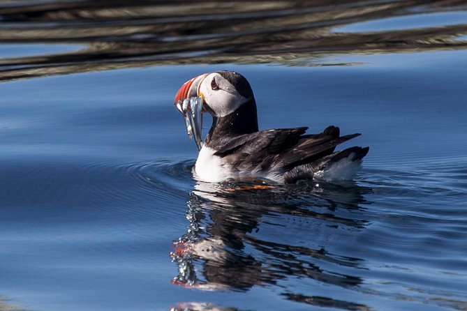 Puffin Cruise with Expert Tour Guide from Reykjavik - The boat, viewing space, and photography