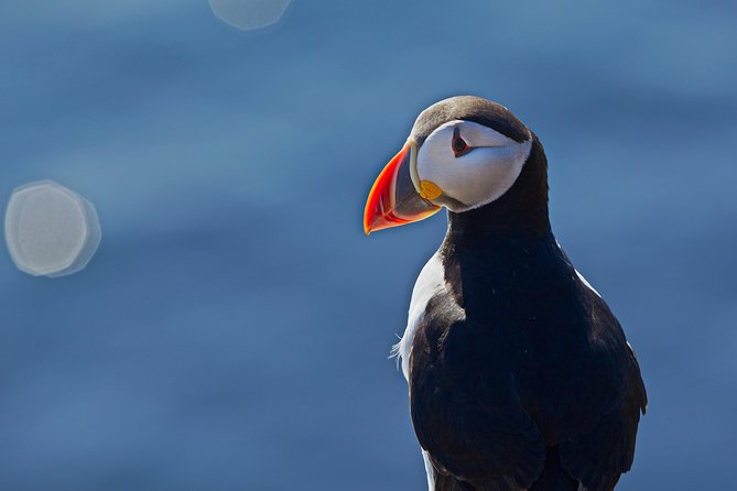 Puffin Cruise with Expert Tour Guide from Reykjavik - Who will enjoy this short cruise most?