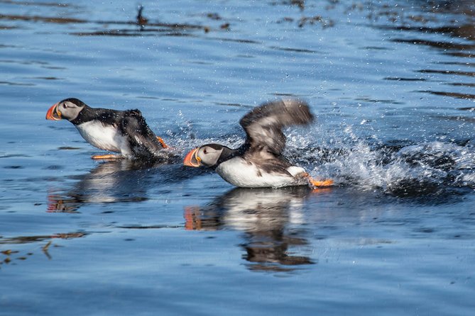 Puffin Cruise with Expert Tour Guide from Reykjavik - Timing, meeting point, and cancellation details