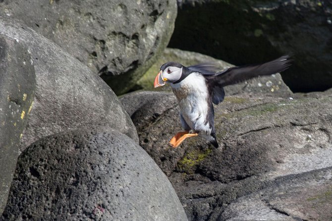 Puffin Cruise with Expert Tour Guide from Reykjavik - Should you book the Akurey puffin cruise?