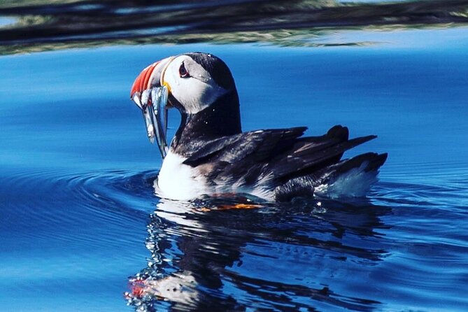 Puffin Express by RIB Speedboat from Reykjavík - Lundey and Akurey, close to Reykjavík