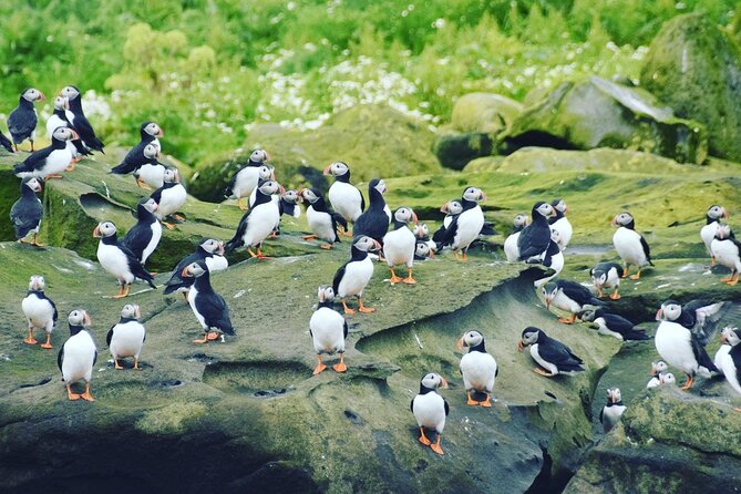 Puffin Express by RIB Speedboat from Reykjavík - One hour can be enough, but it is tightly planned
