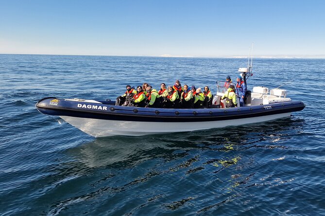 Puffin Express by RIB Speedboat from Reykjavík - The best time to choose this experience