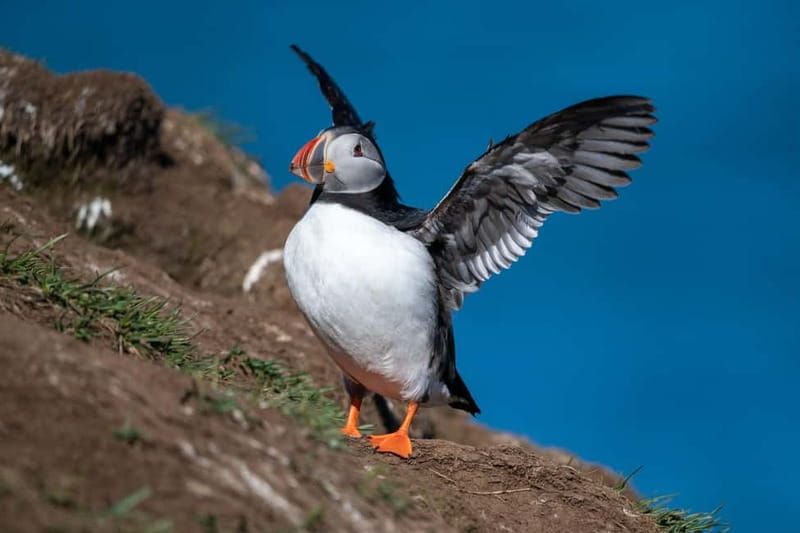 Puffin & Gufufoss Waterfall Tour from Seydisfjordur Port - Why this East Iceland trip takes five hours