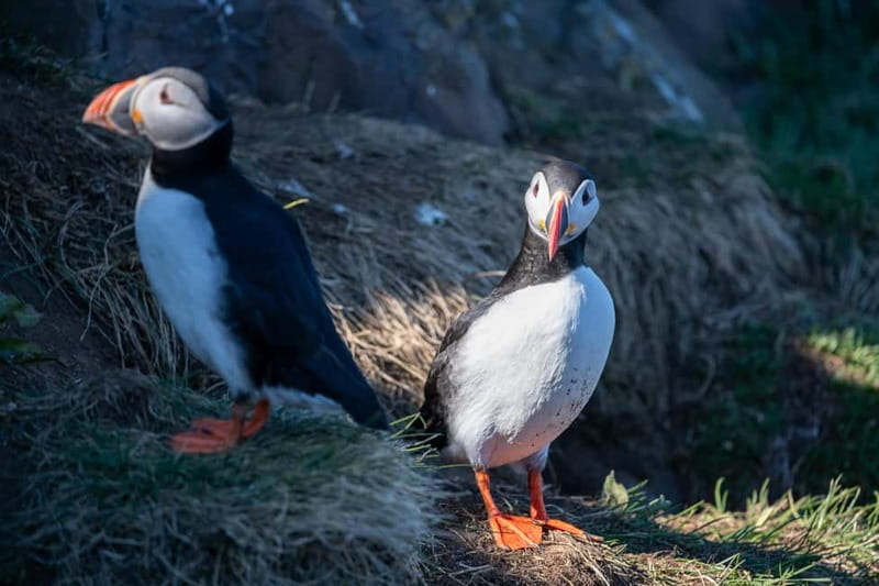 Puffin & Gufufoss Waterfall Tour from Seydisfjordur Port - Who should book this tour?